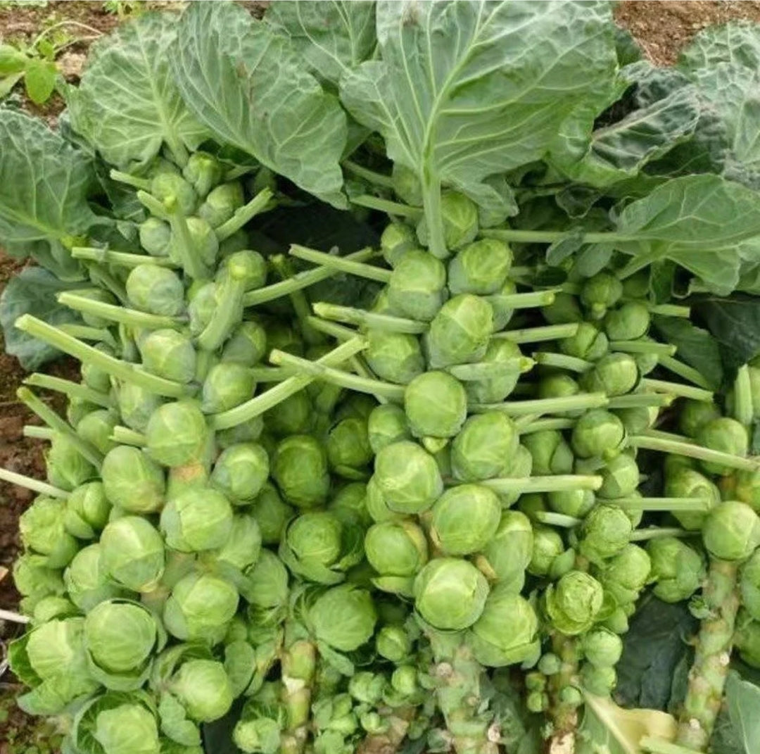 MINI CABBAGE SEEDS + 100 grams Organic Pot mix Free