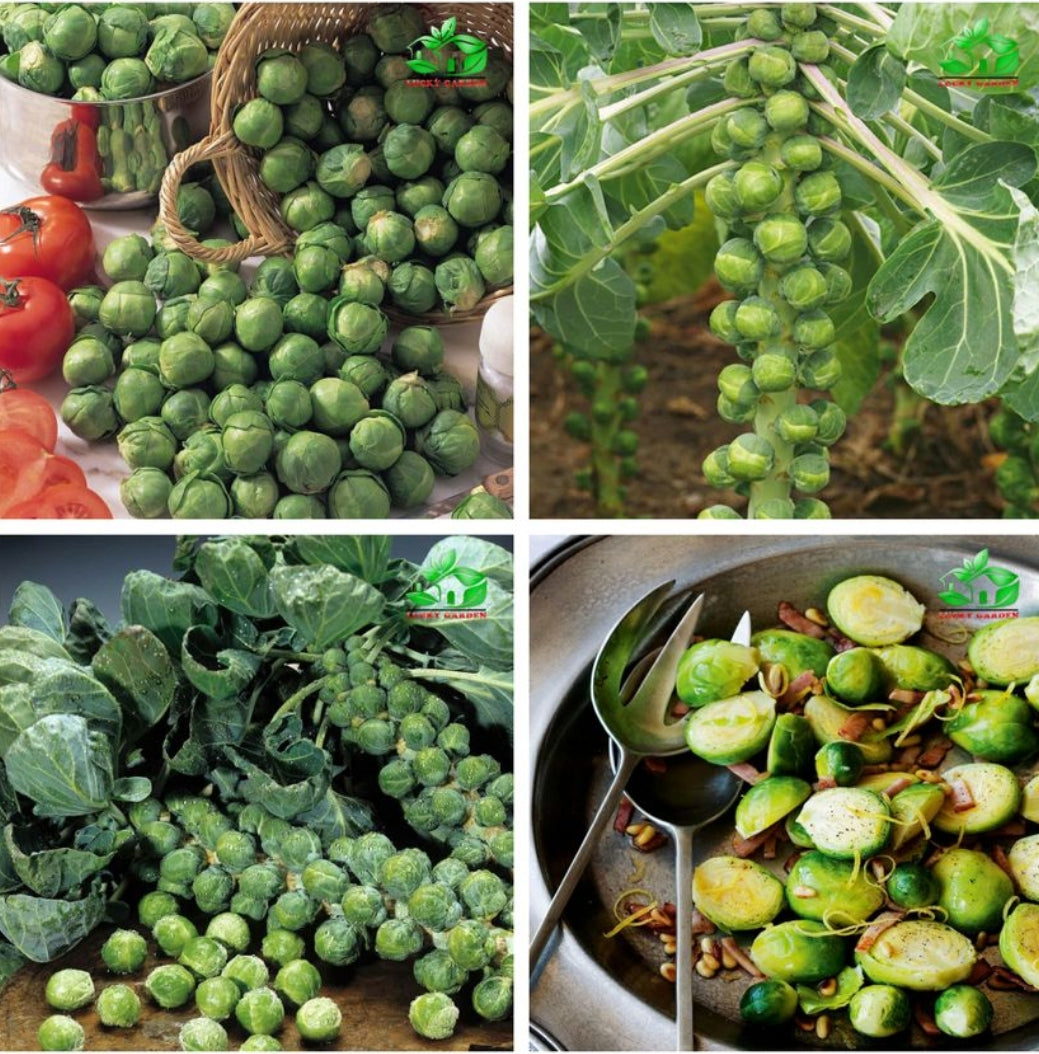 MINI CABBAGE SEEDS + 100 grams Organic Pot mix Free