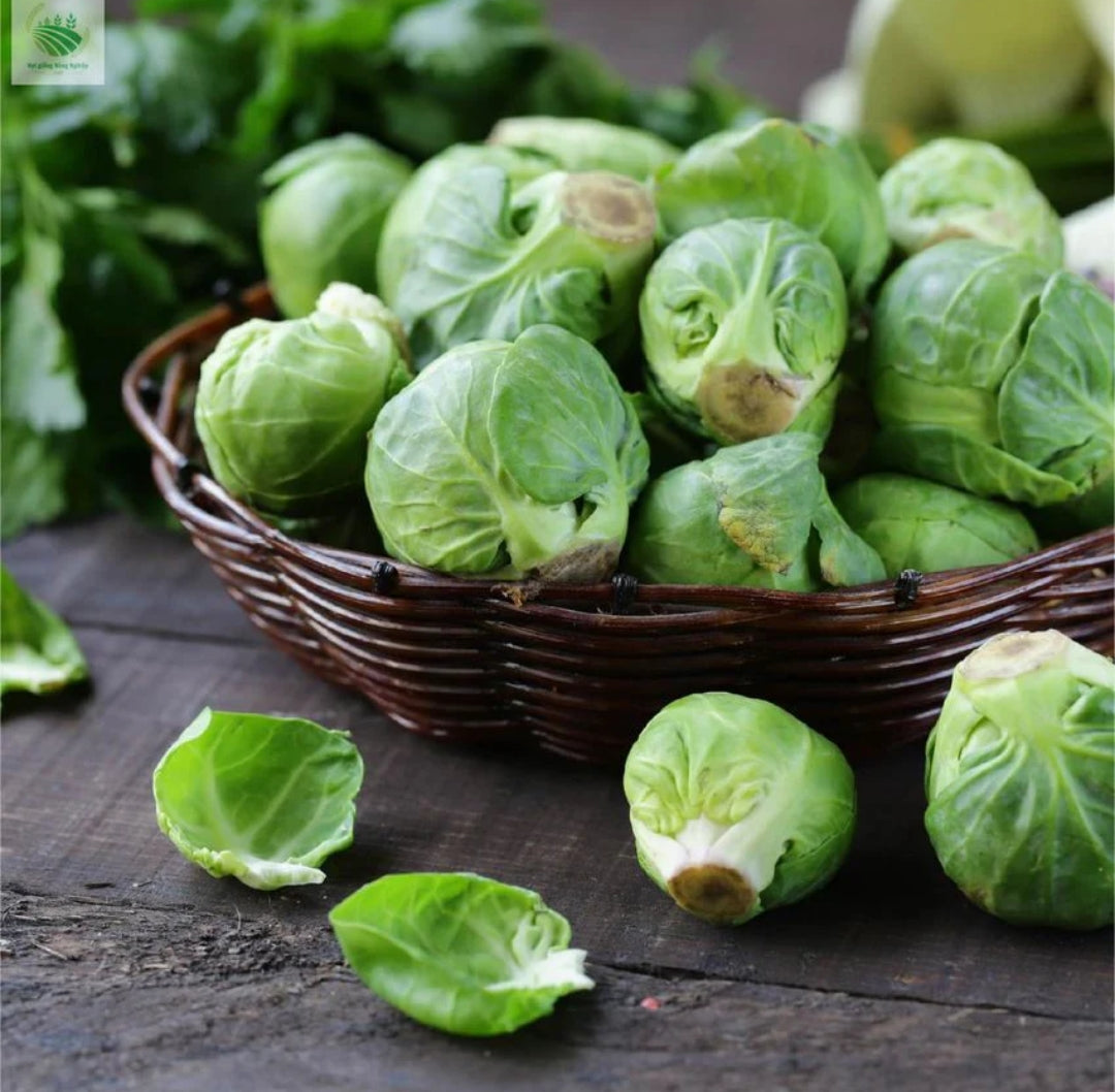 MINI CABBAGE SEEDS + 100 grams Organic Pot mix Free